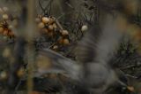 20131229_Siberische braamsluiper_6_Eemshaven